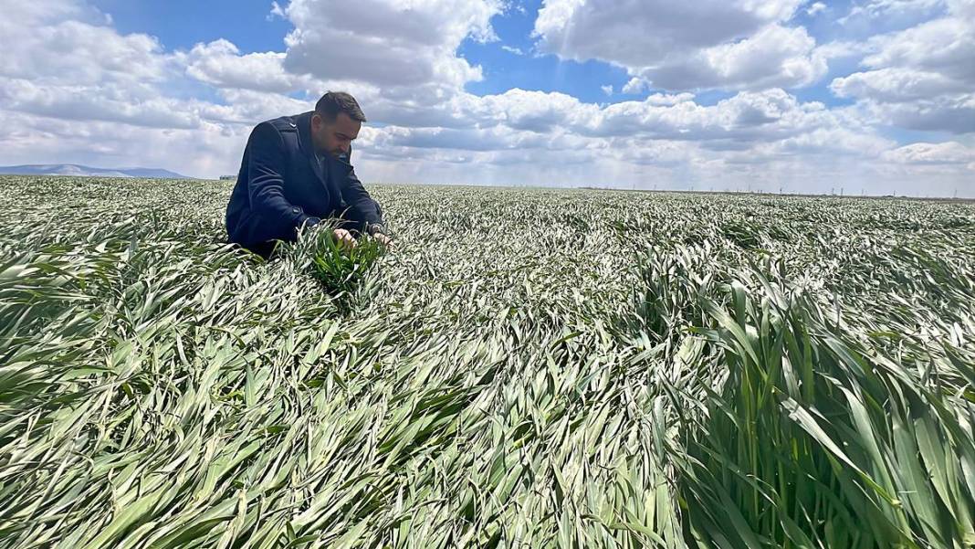 Tarımda tarihin en büyük felaketi yaşanıyor! Meyve, sebze fiyatlarında rekor artış yaşanacak 15